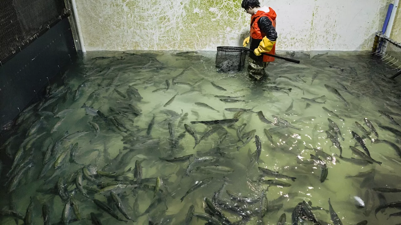 A food bank netted a huge haul of 13,000 fresh salmon. The catch? The fish were still alive