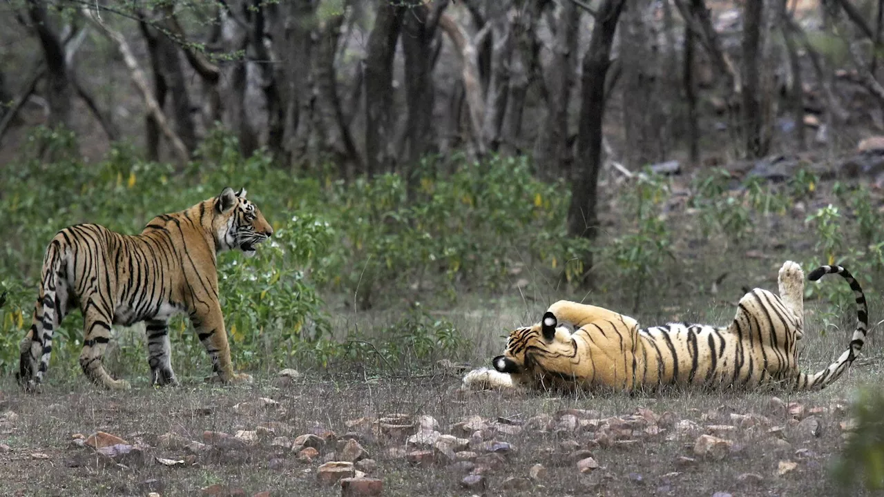 Study finds India doubled its tiger population in a decade and credits conservation efforts