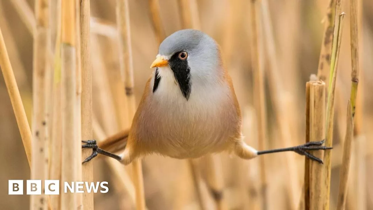 Rare Bird Makes a Comeback in East Yorkshire Nature Reserve