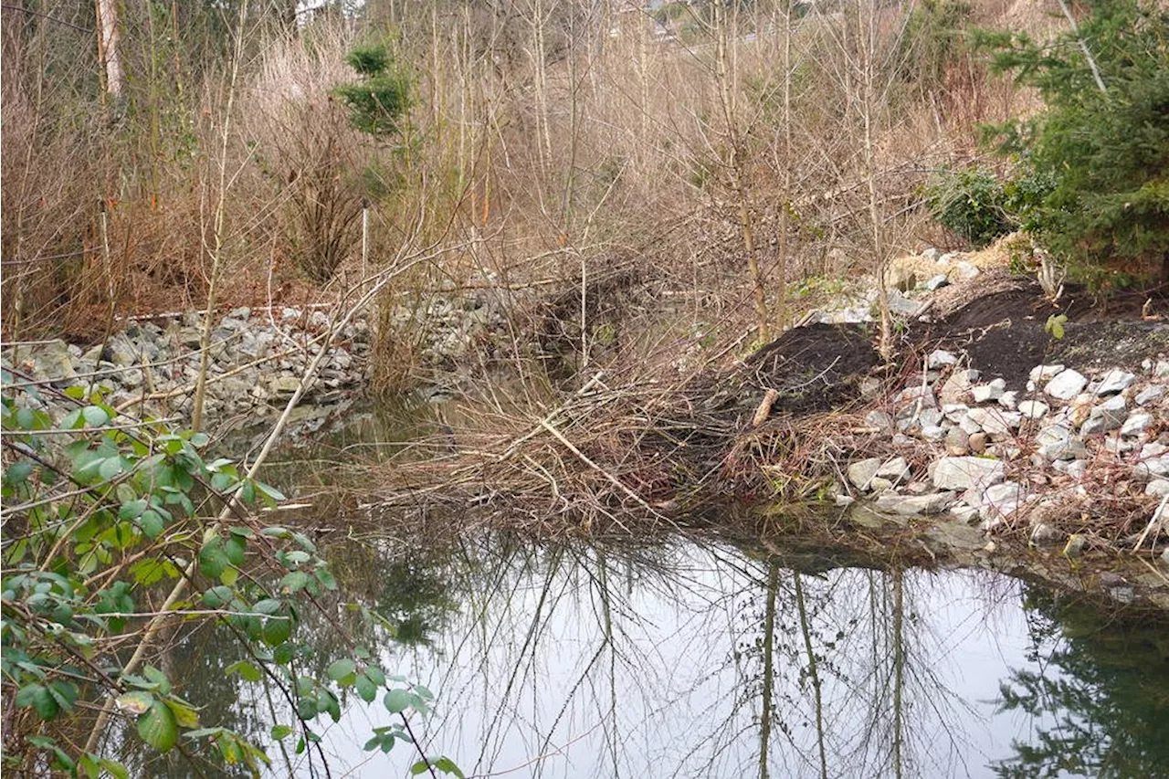 North Vancouver's Keith Creek Plays Host to Busy Beaver Families