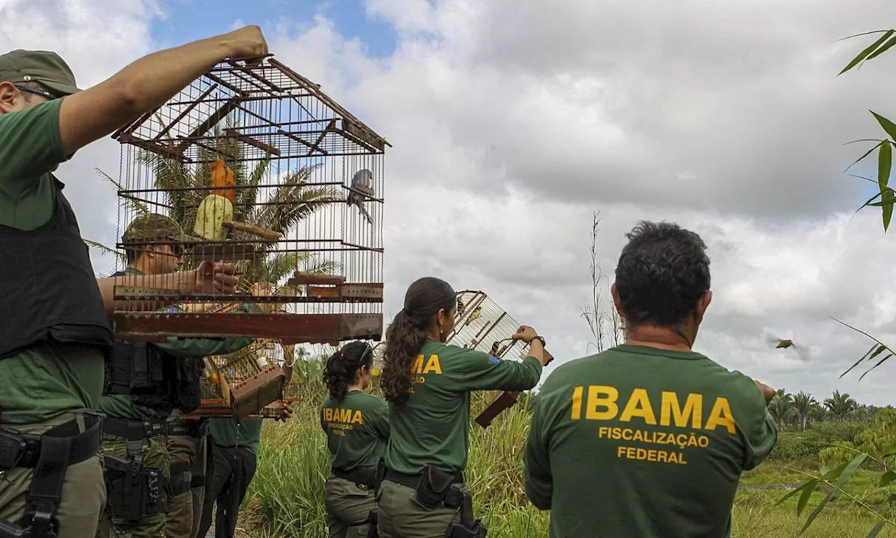 Veja como fazer a inscrição para o concurso do Ibama com 460 vagas e salários de até R$ 9,9 mil