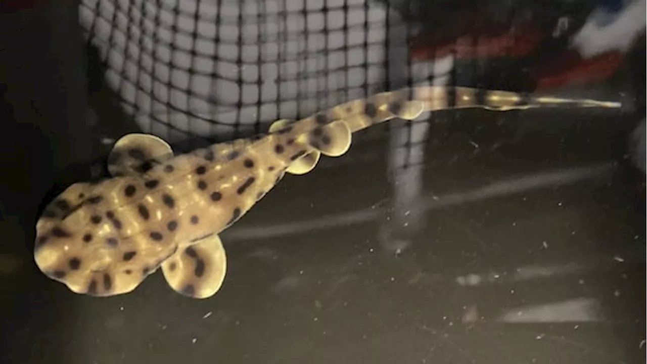 Baby Shark's Daddy Mystery: Aquarium Puzzled by Parthenogenesis or Delayed Fertilization?