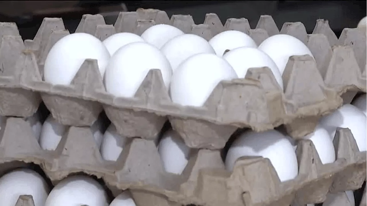 Rising Egg Prices Squeeze Local Businesses Amid Avian Flu Outbreak