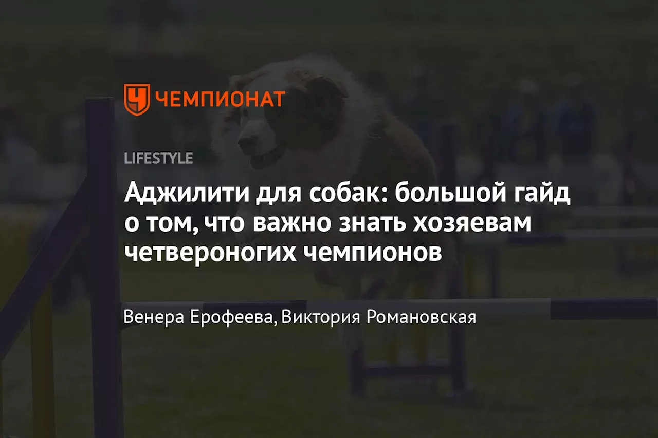 Аджилити для собак: большой гайд о том, что важно знать хозяевам четвероногих чемпионов