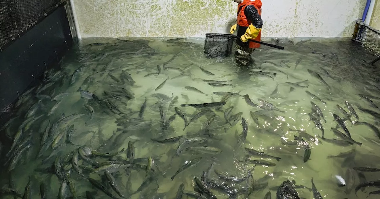 Thousands of Salmon Saved From Waste, Donated to Food Bank