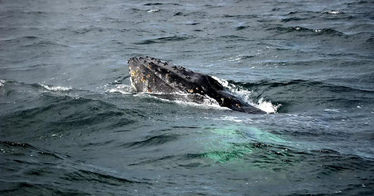 Whale Trapped in Ship's Mooring Lines off Isle of Skye