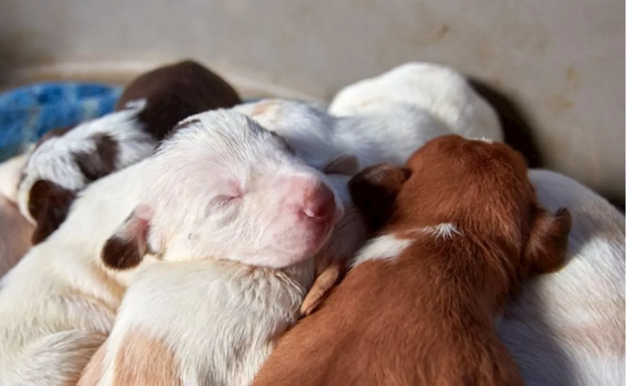 Así puedes saber si tu perrita se encuentra bien después de un parto