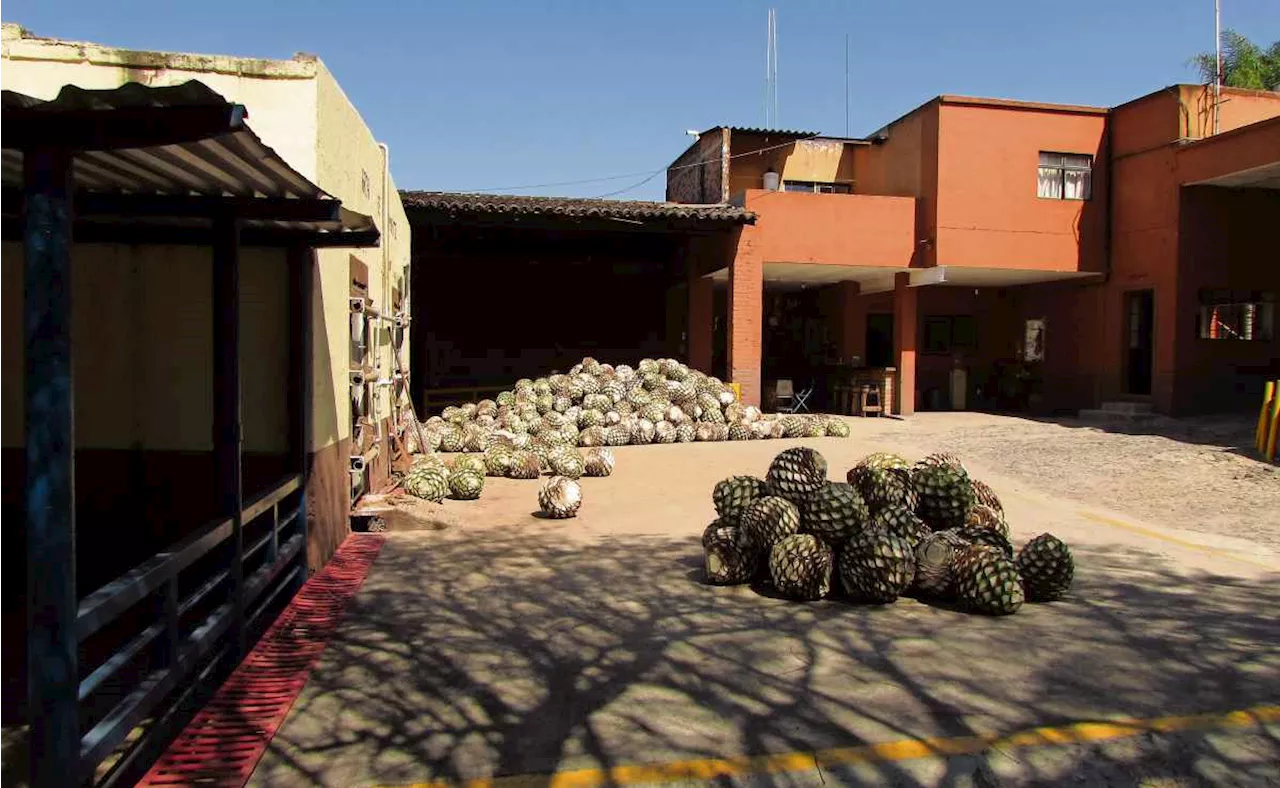 Diputado local en Jalisco acusa al Consejo Regulador del Tequila de permitir el coyotaje de agave; “perjudica a productores primarios”