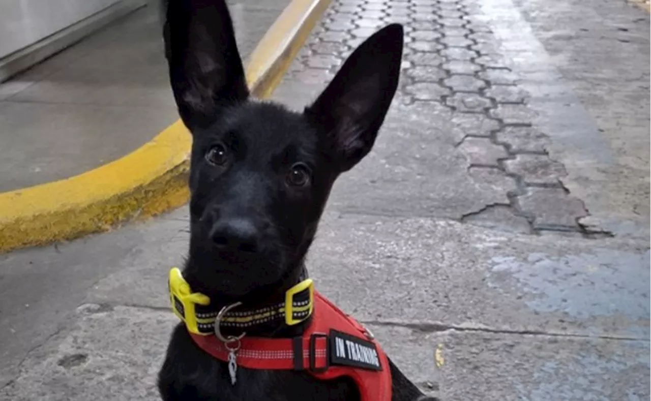 Un cachorro de 3 meses está listo para ser un héroe de rescate