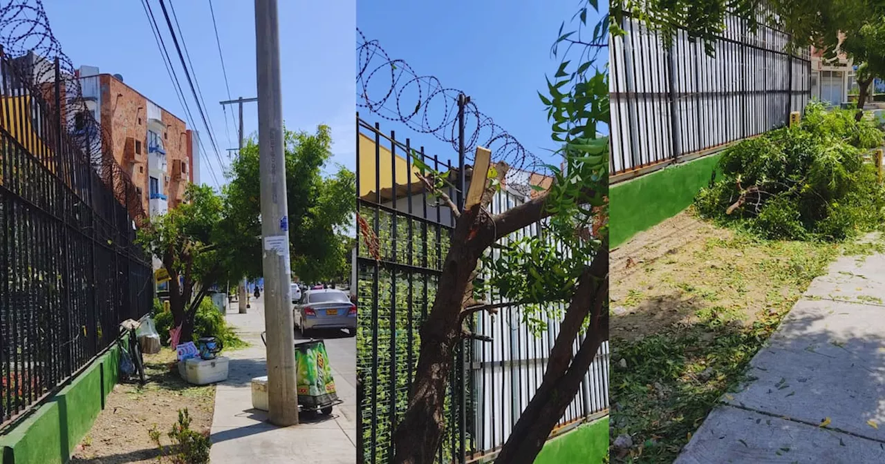 Vecinos del Pie de la Popa denuncian tala de árbol en el sector