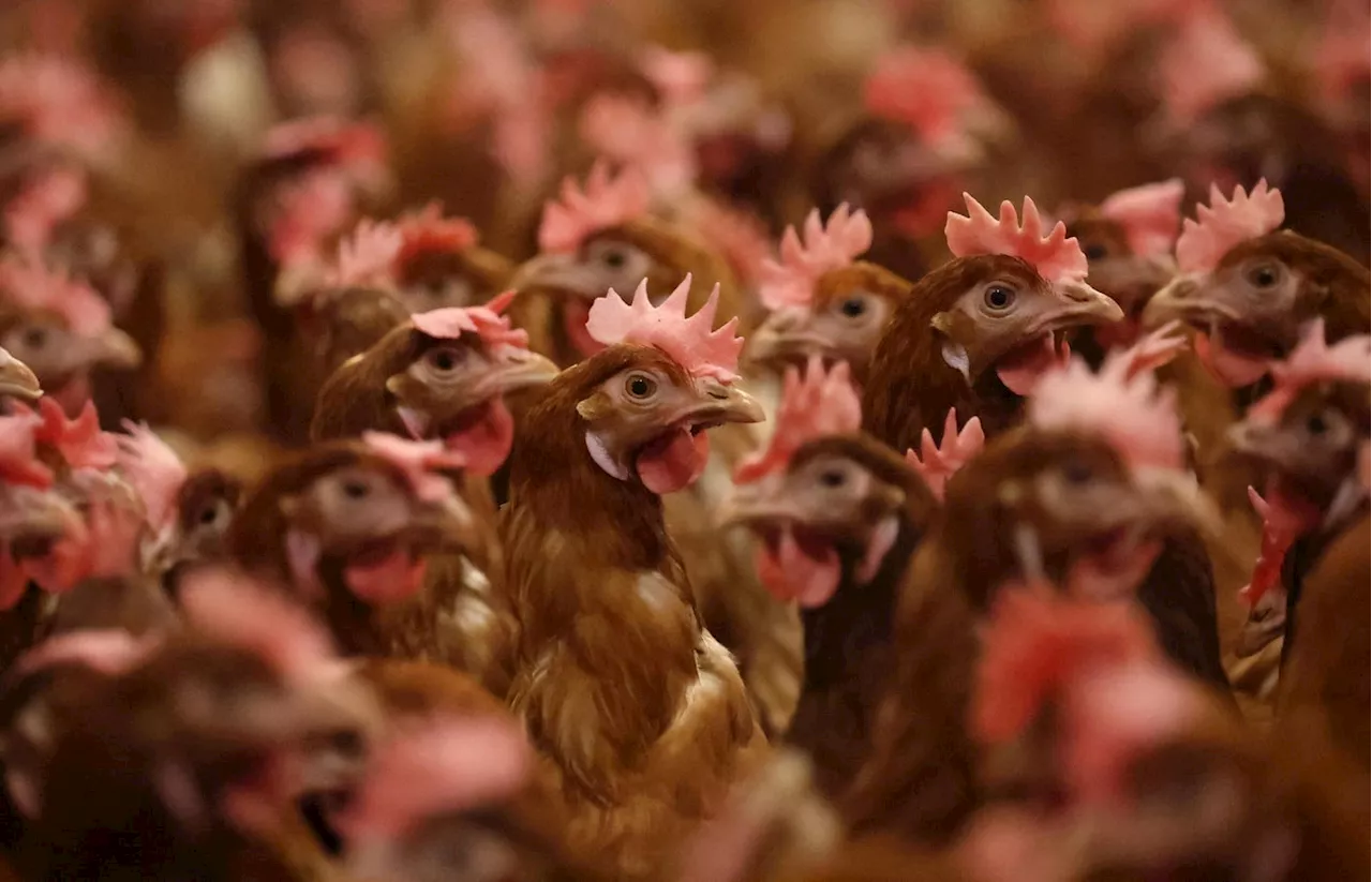 Highly Pathogenic Avian Influenza: A Growing Threat to US Poultry