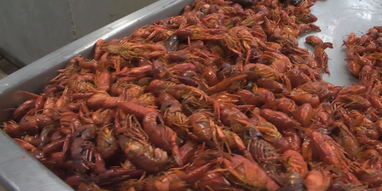 Seafood restaurant owners ‘optimistic’ of 2025 crawfish season after record-breaking cold