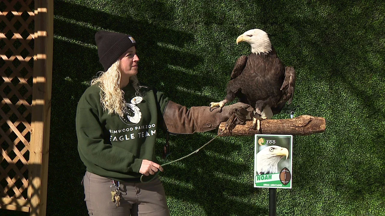 Meet the real live Eagles mascot during Super Bowl pep rally at Elmwood Park Zoo