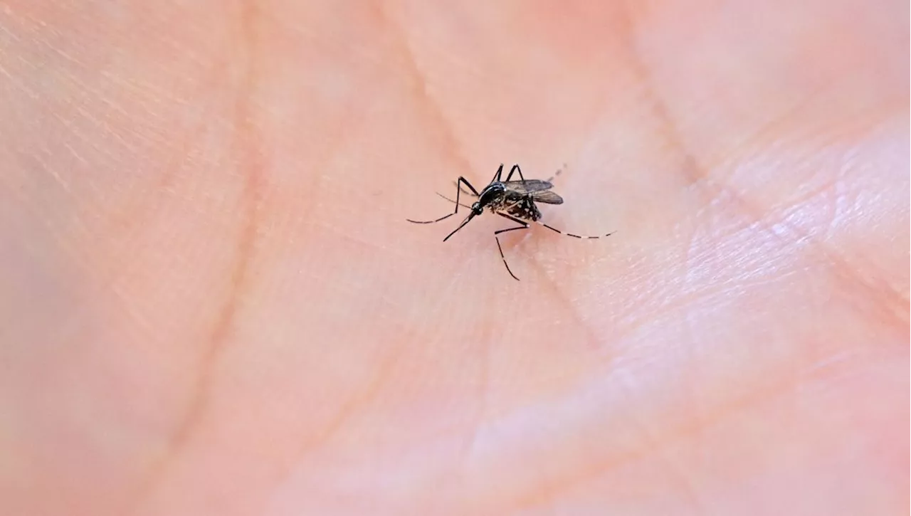 Cinq ans après le Covid, l'Institut Pasteur étudie la transmission des maladies par les moustiques