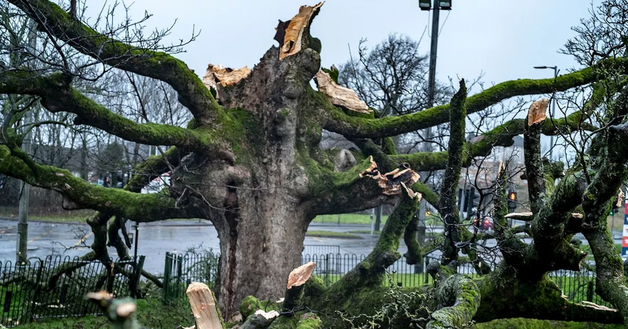 Darnley Sycamore 'Hopeful for Decades to Come' After Storm Damage