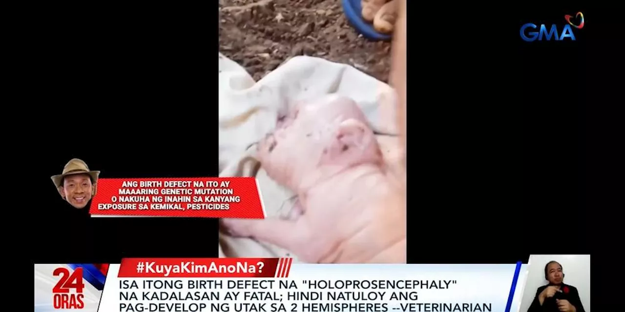 Piglet Born With 'Human-Like' Features in Philippines
