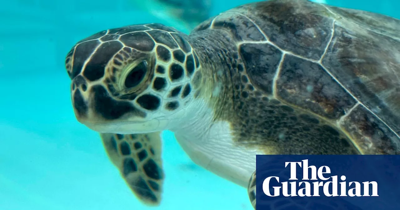 Cold-Stunned Sea Turtles Treated in Florida