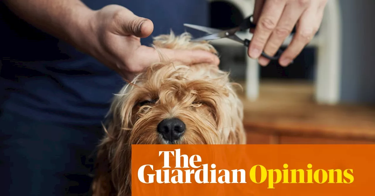 The Unexpected Reality of Dog Grooming