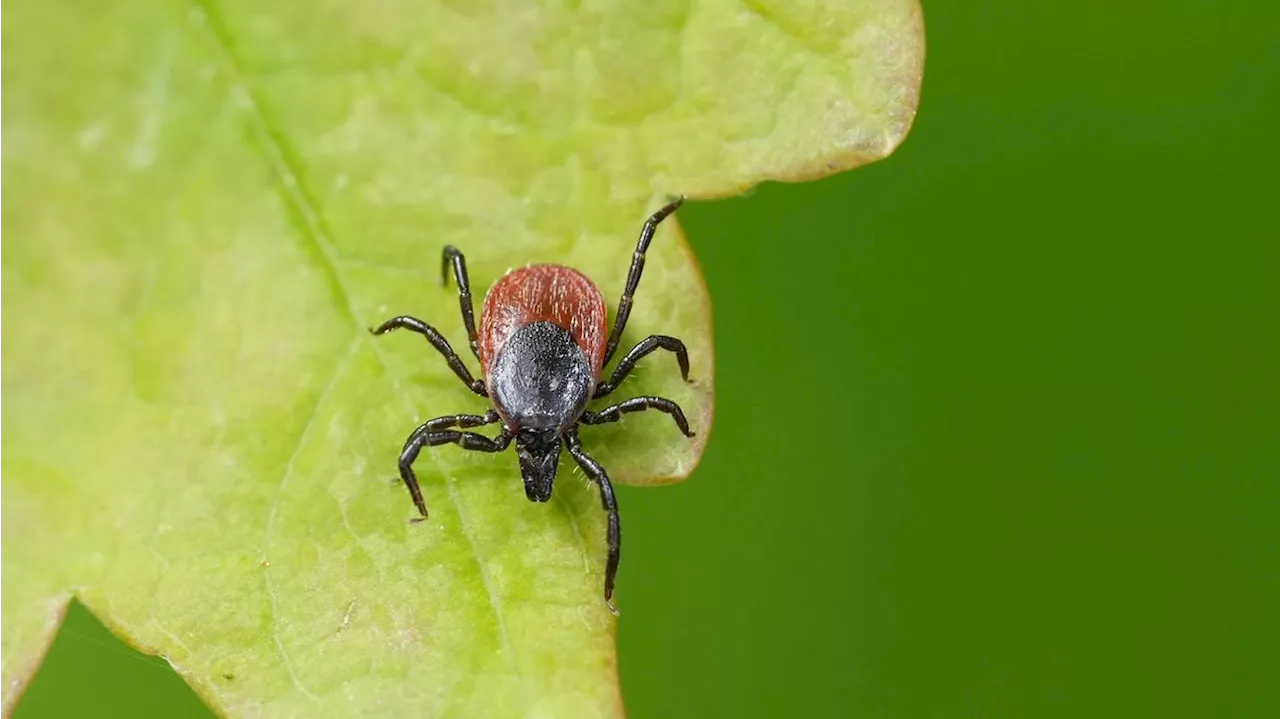 Bereits Opfer infiziert - Neues Zeckenvirus in Österreich kann tödlich sein