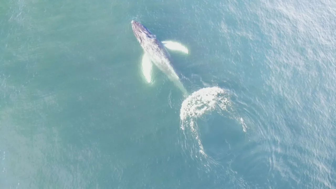 Las imágenes que prueban que a las ballenas les gustan las islas Cíes