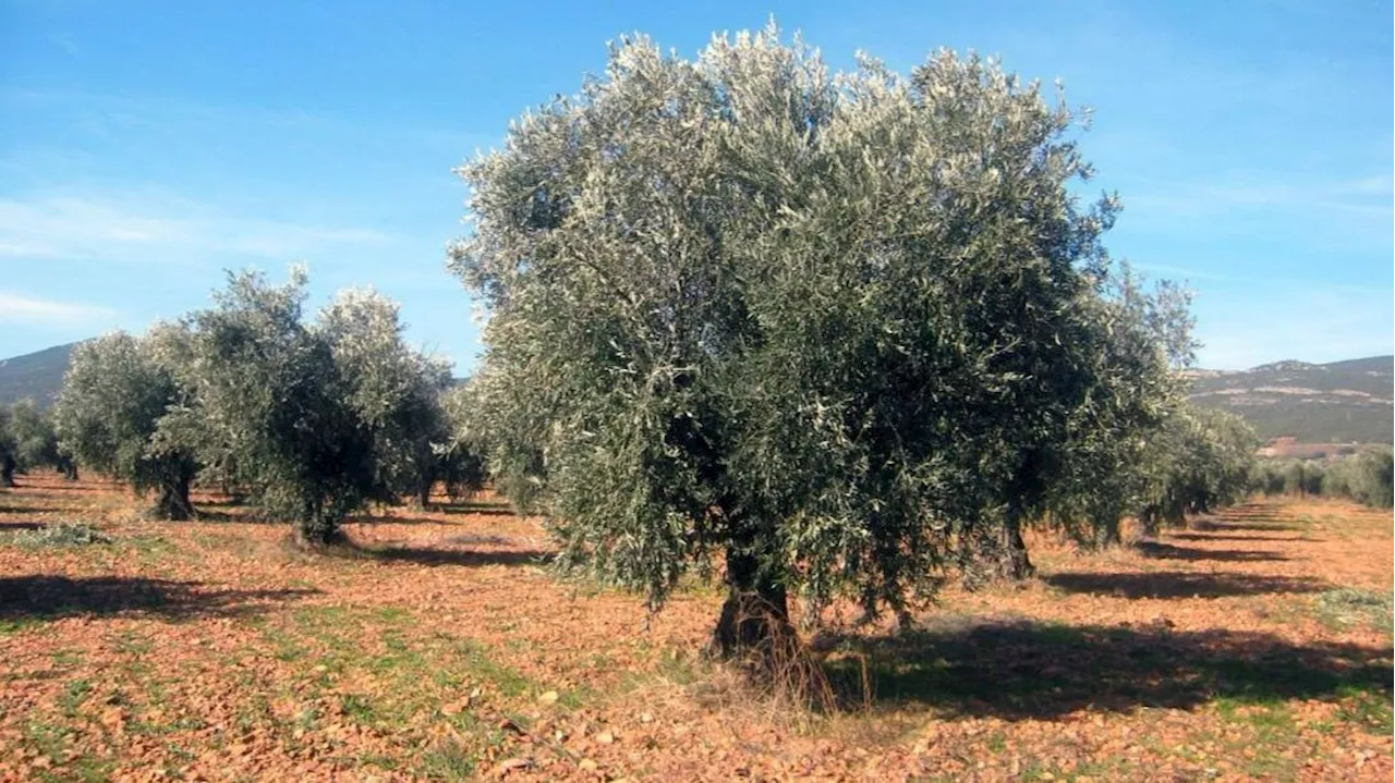 Los agricultores estallan ante la exigencia de poner retretes en el campo: 'Absurdo'