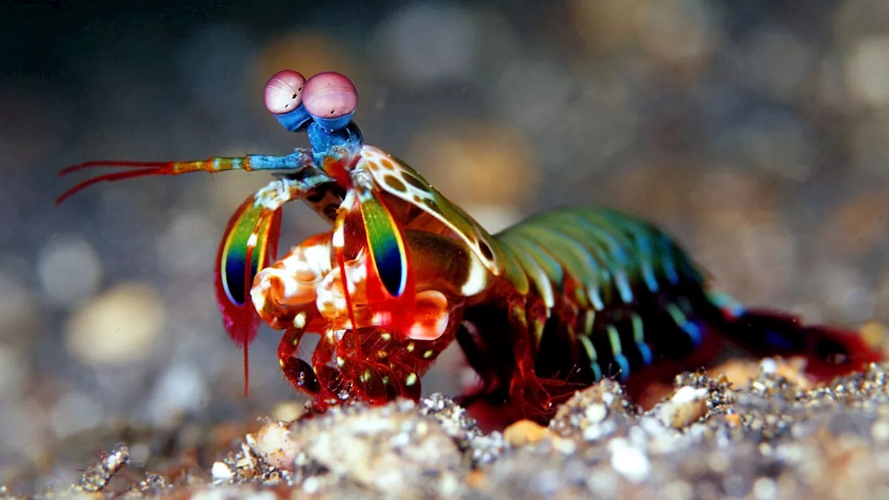 Hyperelastic rubber soft robots mimic mantis shrimp-level punch, flea-like leaps