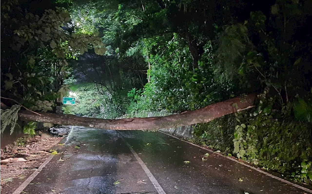 Cuaca Ekstrem Menerjang Semarang, Banjir, Tanah Longsor hingga Pohon Tumbang