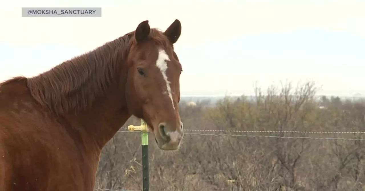 Moksha Sanctuary: Saving Arizona's Wild Horses and Offering Therapeutic Healing