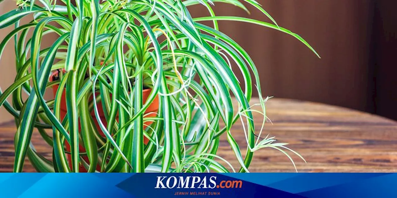 Penyebab Daun Tanaman Laba-laba Mengering dan Cara Mengatasinya