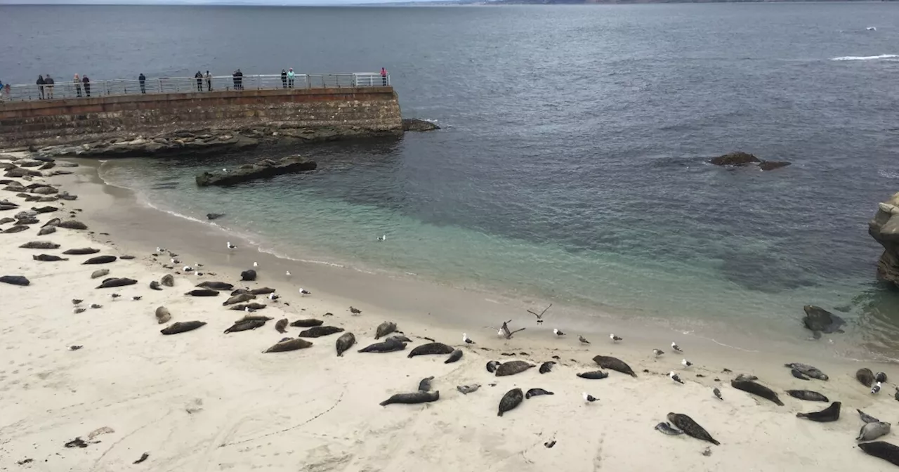 Rain causes rise in bacteria at San Diego beaches