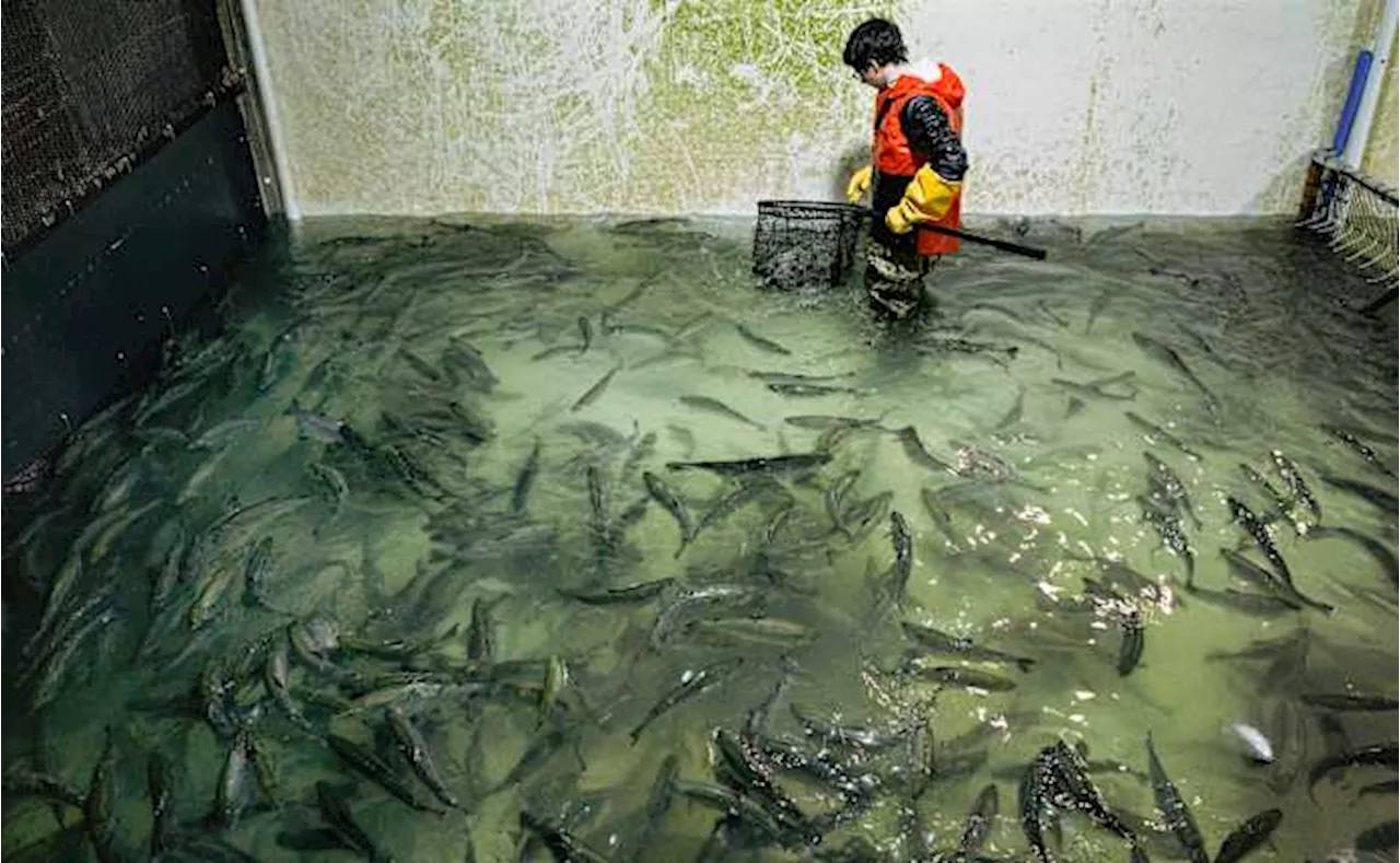 Food Bank Scores Massive Salmon Donation From Closing Farm