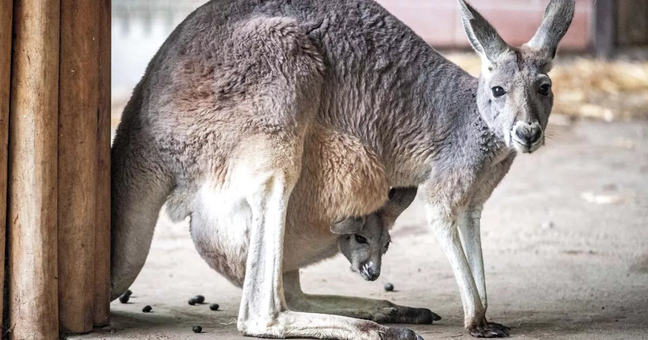 Großes Känguru verletzt Mann in Australien schwer