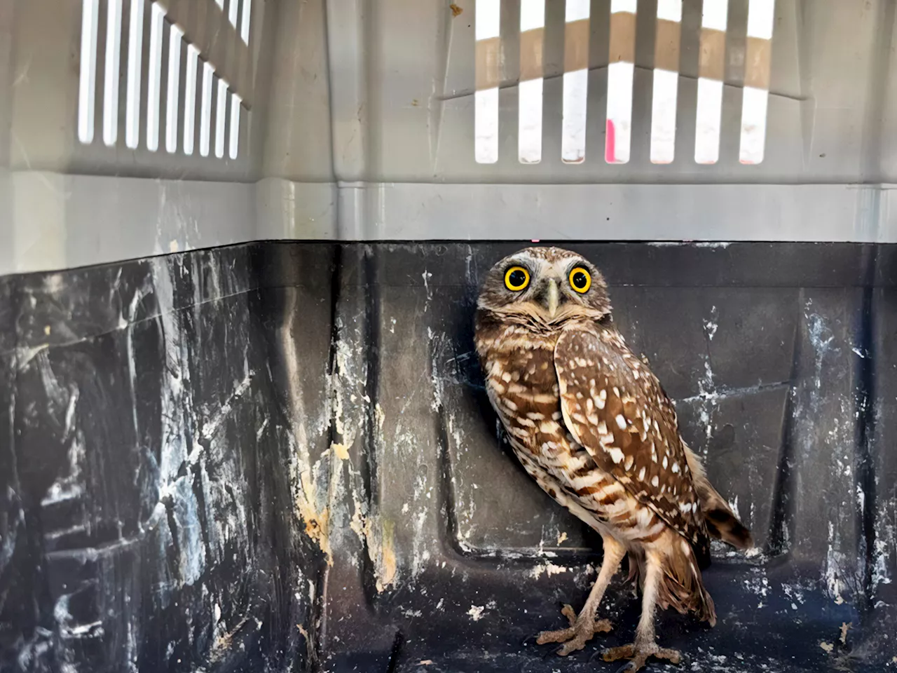 Liberan a tecolote en su hábitat natural y trasladan a fauna silvestre a UMA en Colima