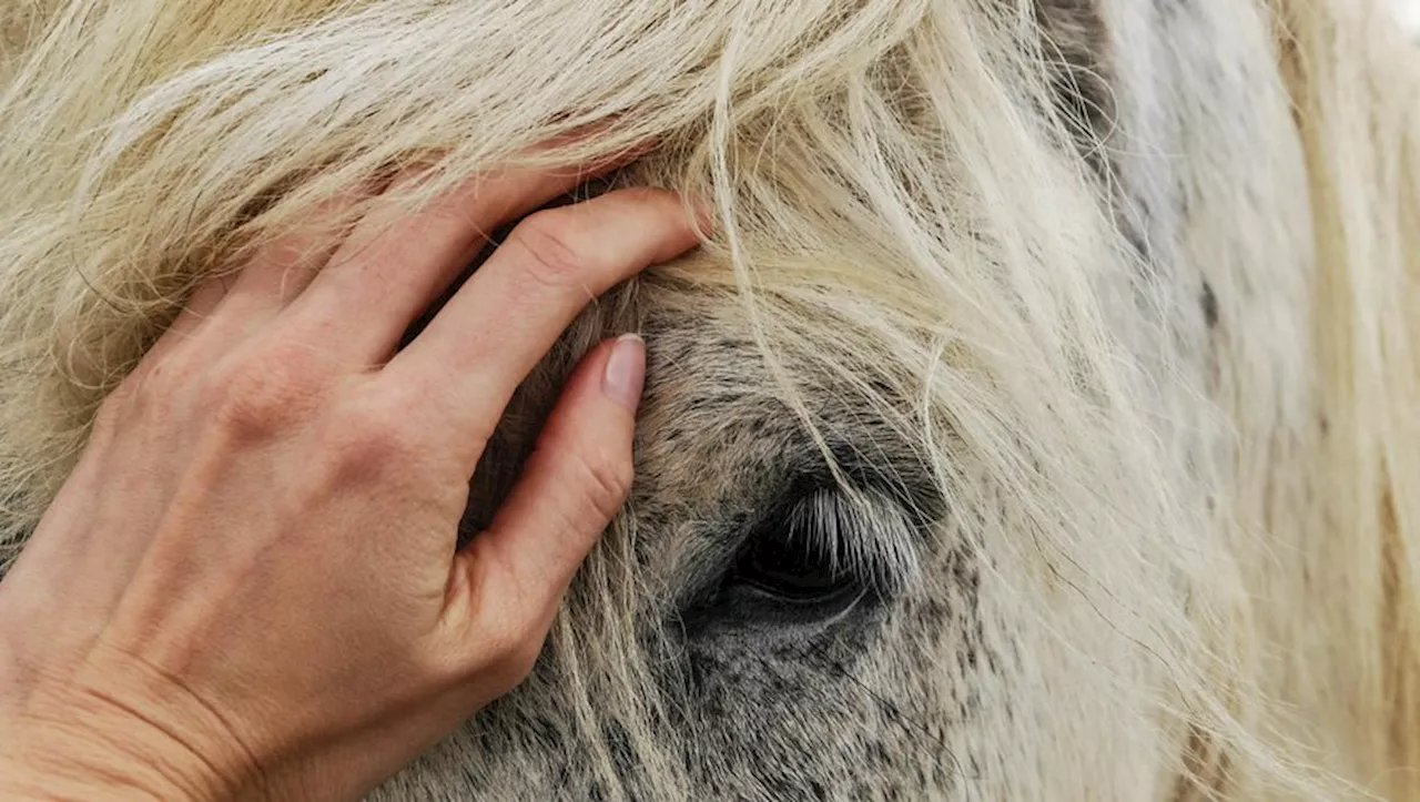 Empoisonnement d'animaux à Balaruc-le-Vieux : l'enquête se poursuit