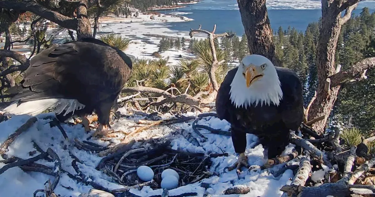 Big Bear Valley Eagle Couple Jackie and Shadow Hatch Three Eggs