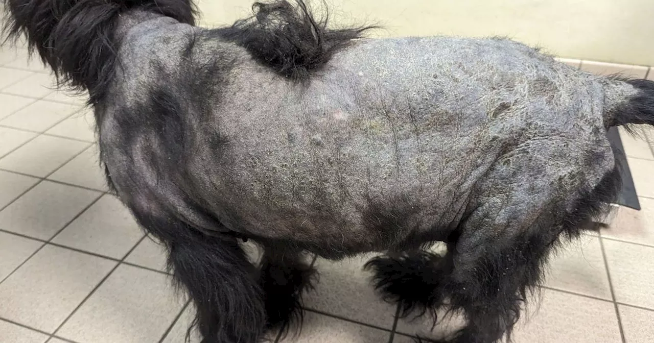 Dog Left With Untreated Skin and Ear Infections After Owner Claims Inability to Afford Vet