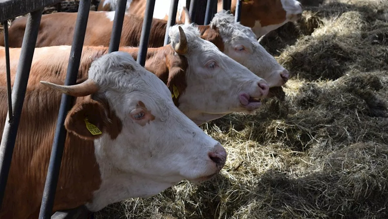 L214 Denonce des Pratiques Inacceptables dans un Abattoir du Rhône