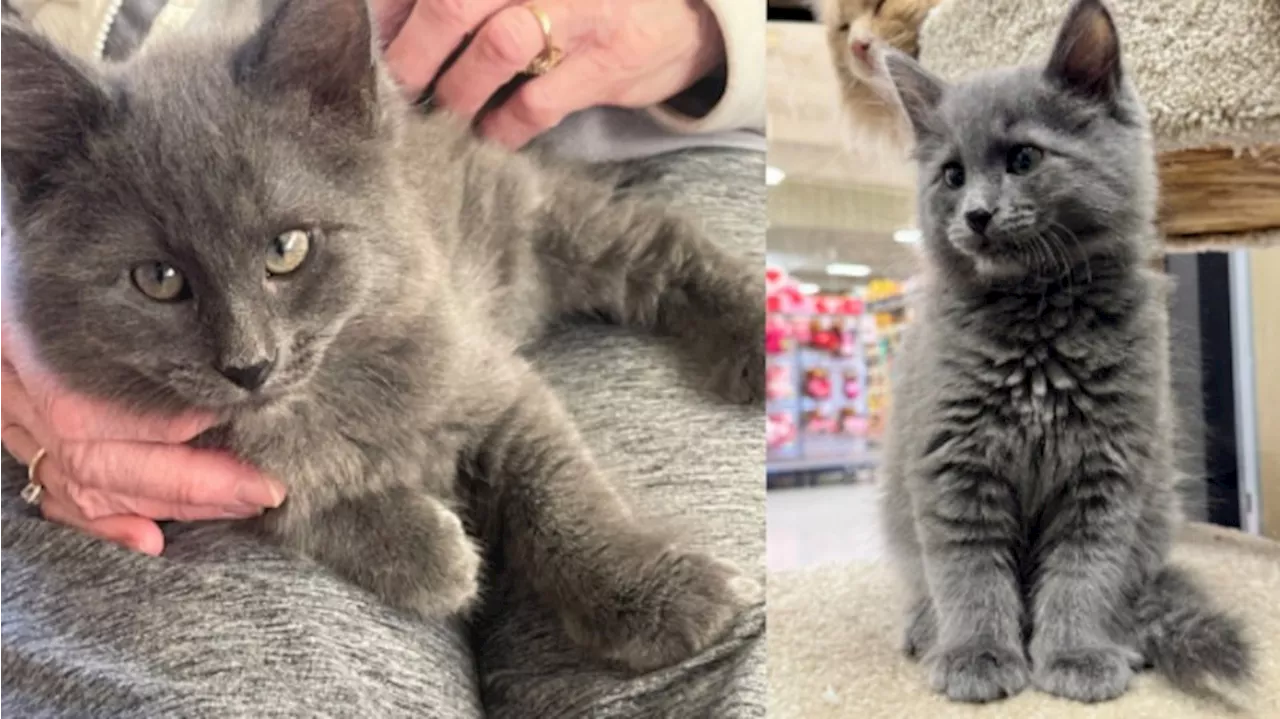 Adorable Kitten Stolen from PetSmart Adoption Room