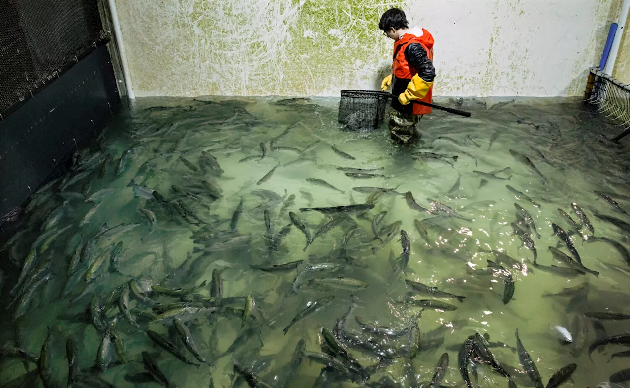 Salmon Rescue: Food Bank Receives 40,000-Pound Donation From Closing Farm