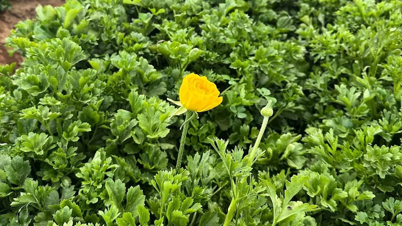 The Flower Fields at Carlsbad Ranch Prepare for a Colorful Season