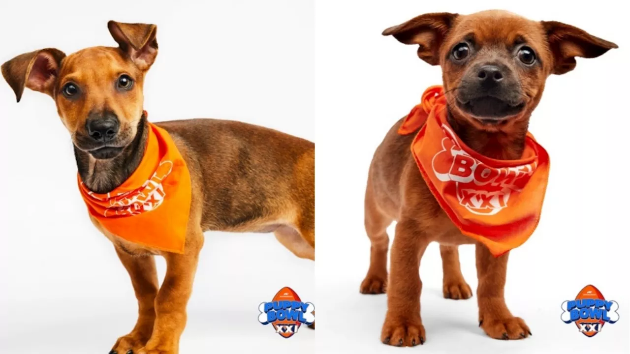 This Puppy Bowl ‘TAILgate' will honor two cute California canine competitors