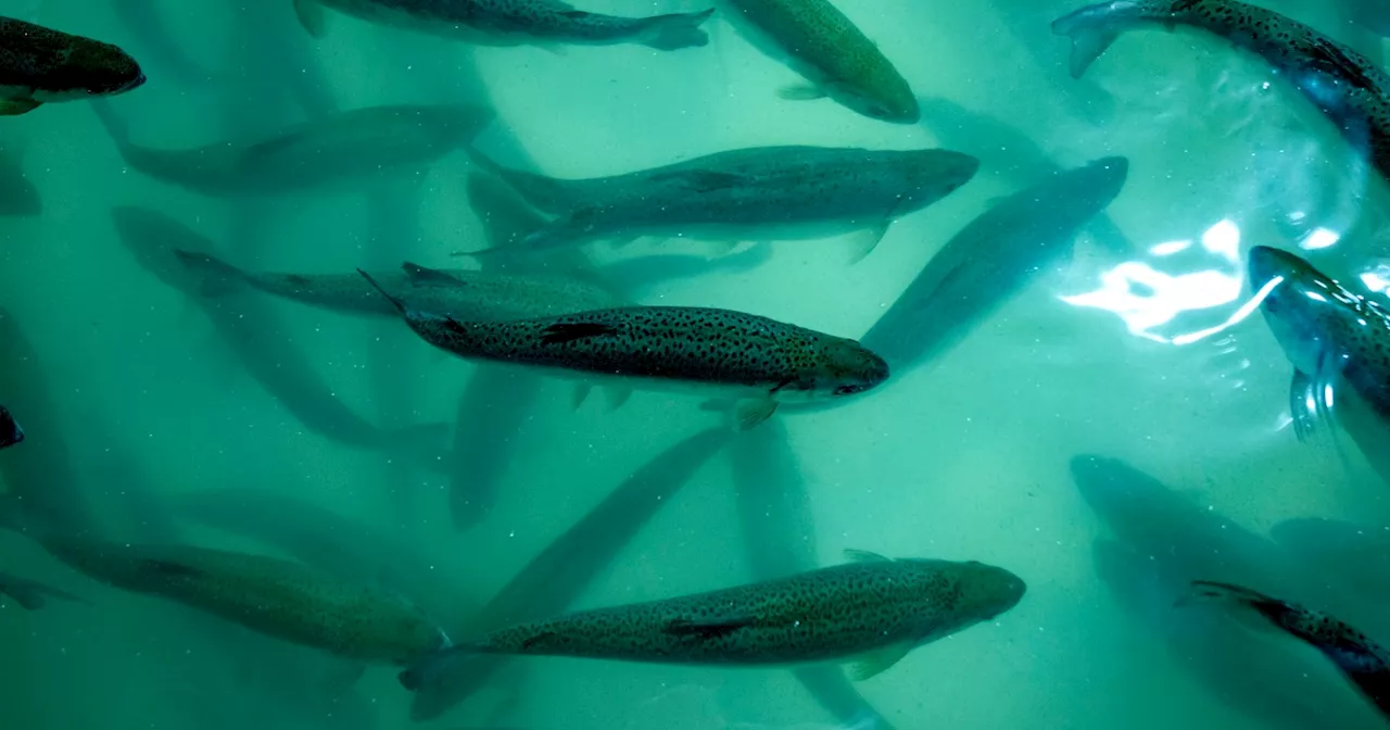 Salmon Farm Closure Leads to Massive Food Bank Donation