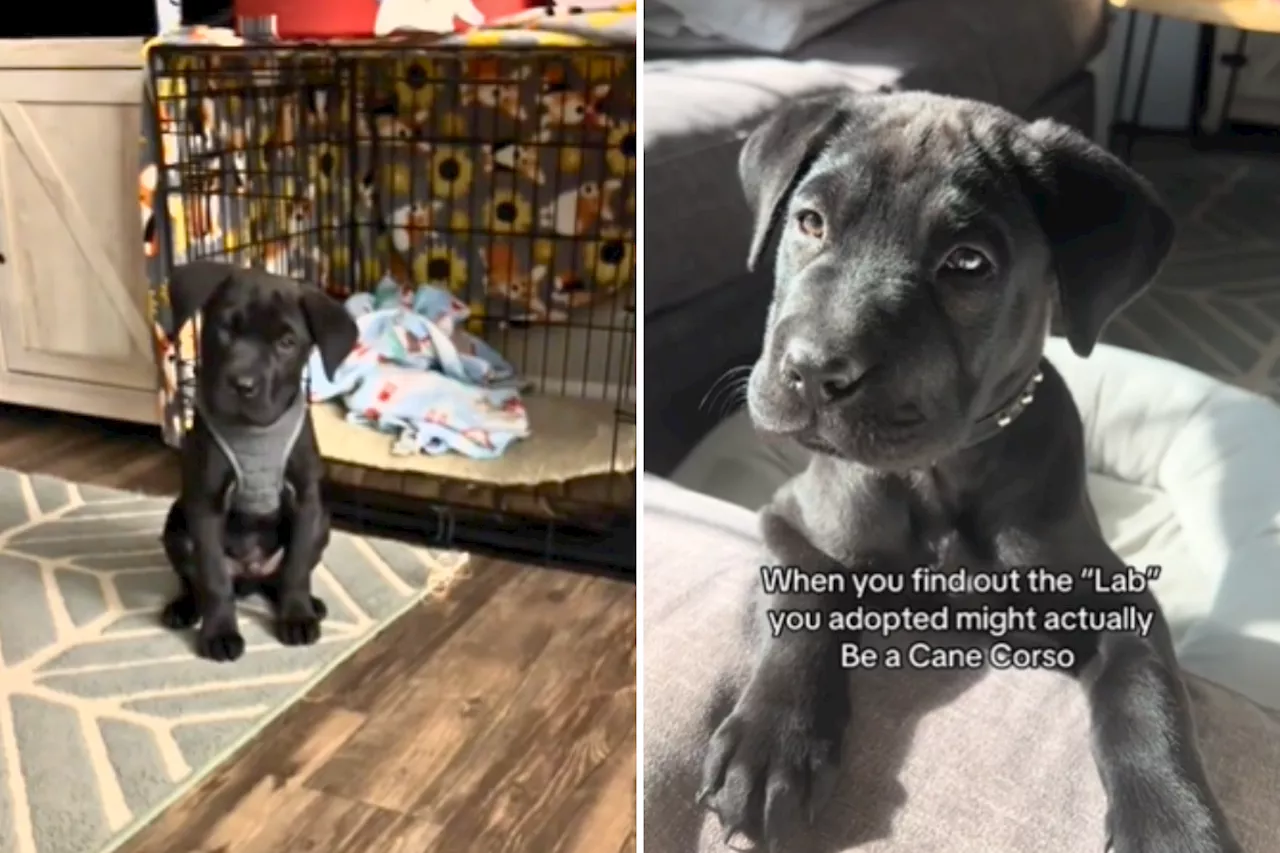 Puppy Mistaken for Black Lab Turns Out to Be a Cane Corso