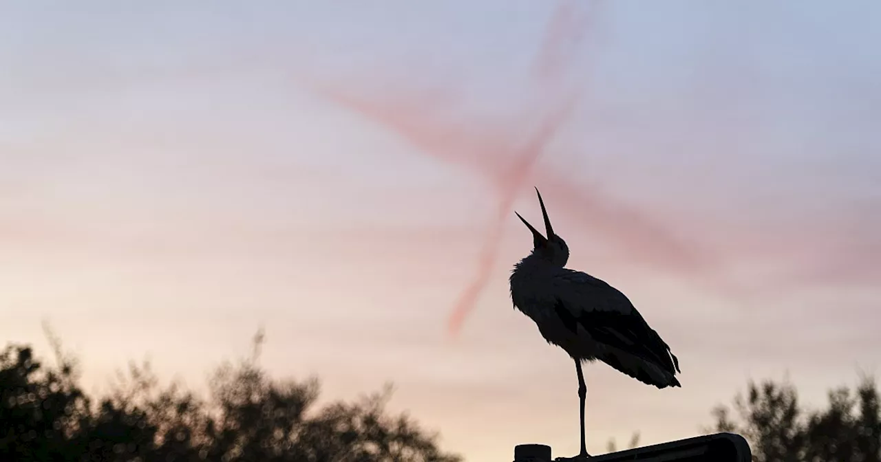 Storchendame „Frau Meier“ stirbt im Bielefelder Tierpark