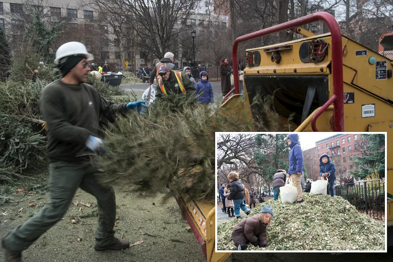  Mulchfest gets record Christmas tree haul for normal year -- and this borough chipped the most