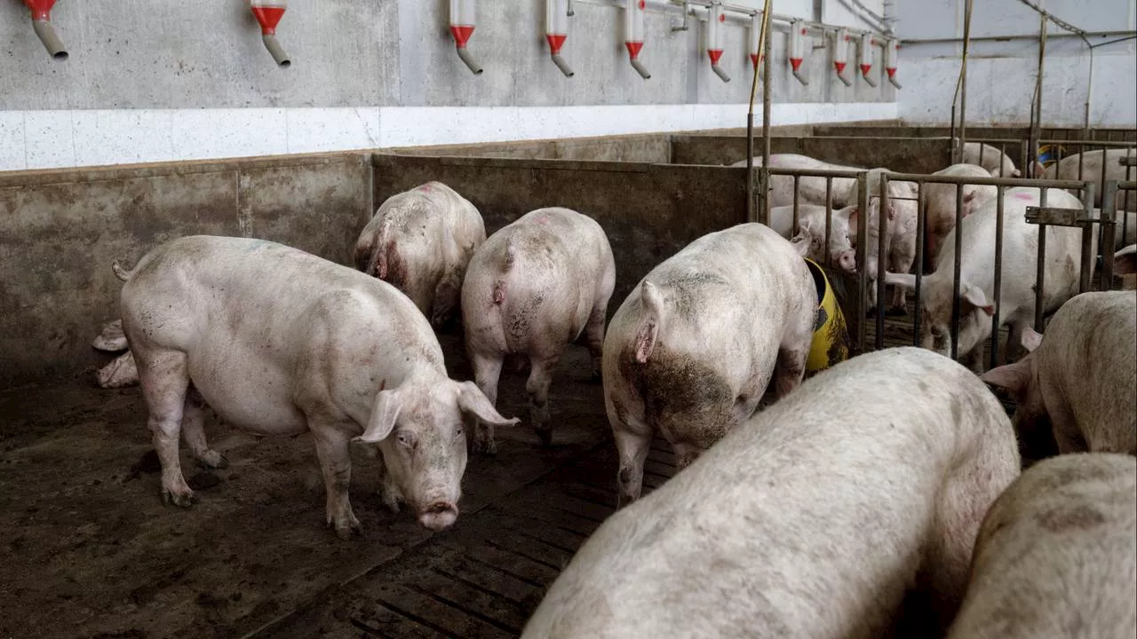 Stankoverlast van veehouderij in Brabant: Land van Cuijk ontwikkelt nieuw geurbeleid