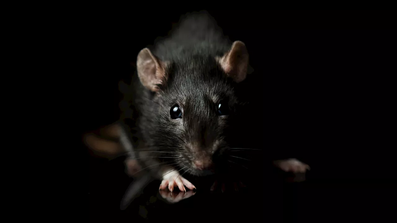 Rat Vision May Outperform AI in Object Recognition
