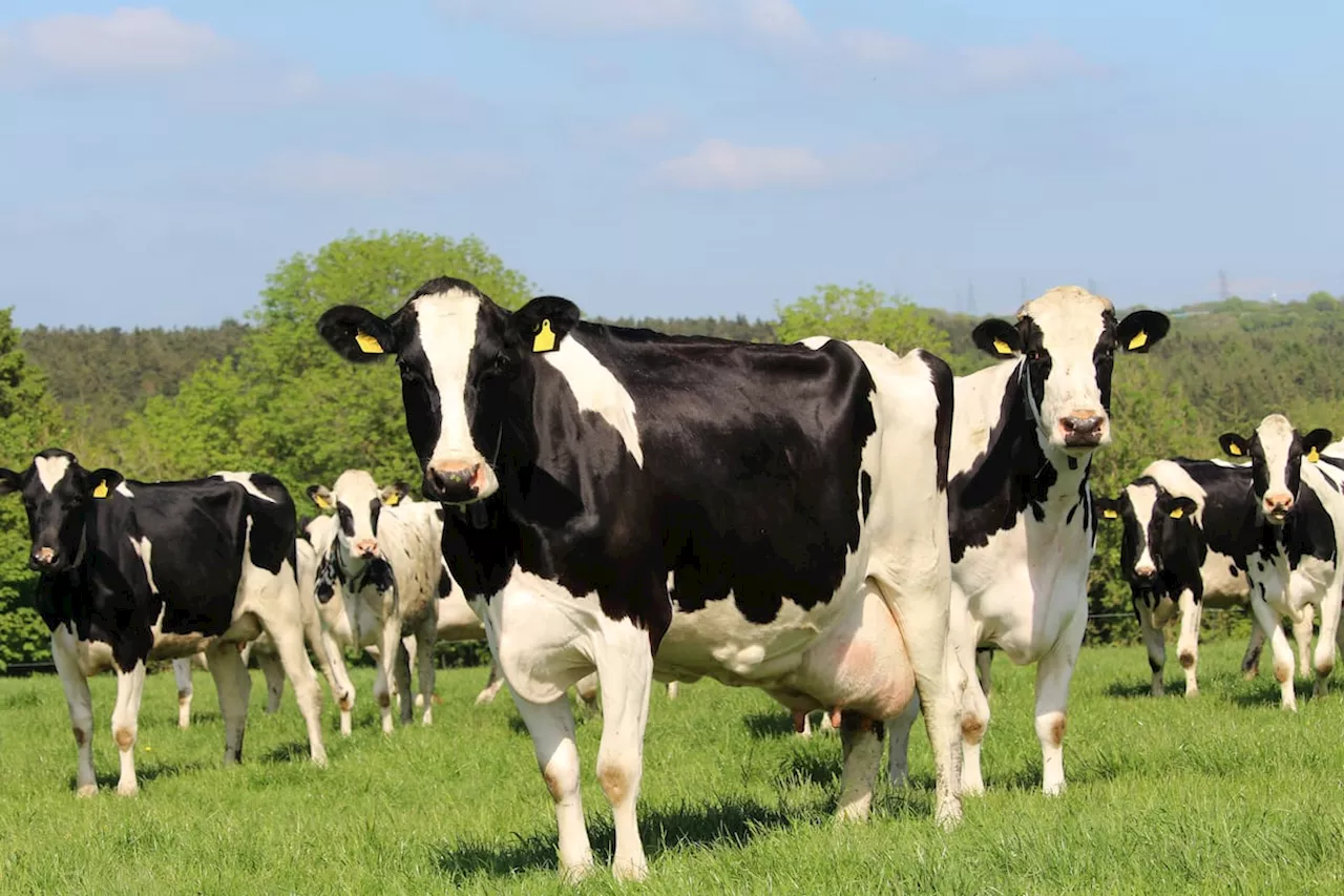 Holstein Herds Maintain Top Spots in NMR's Annual Production Report