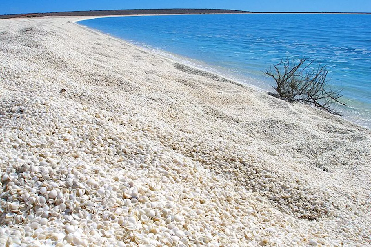 Shell Beach: A Unique Wonder in Western Australia