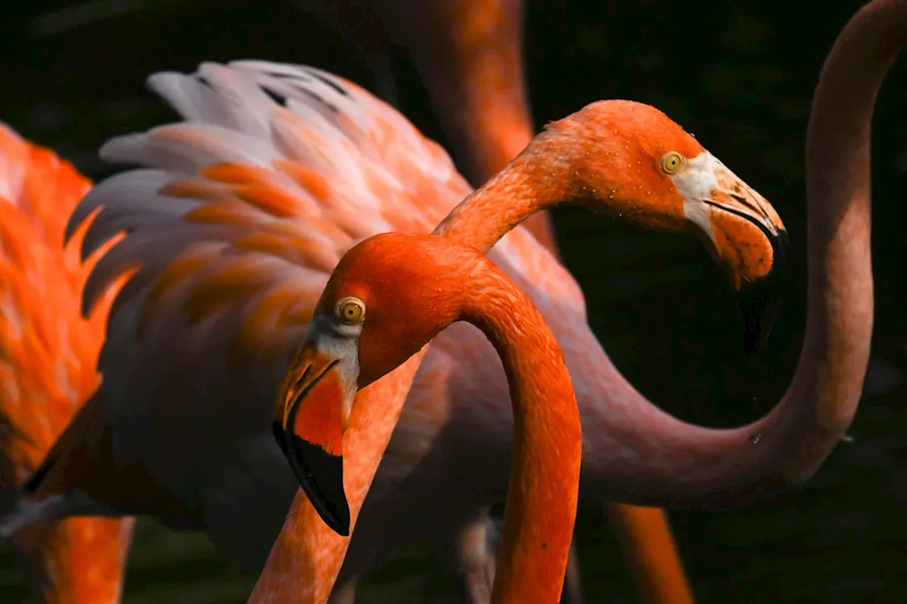 Weltnachrichten: Flamingos, Rebellen, Regenwolken und Freigelassene